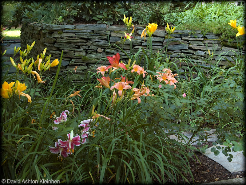 Day Lillies beside the patio in July